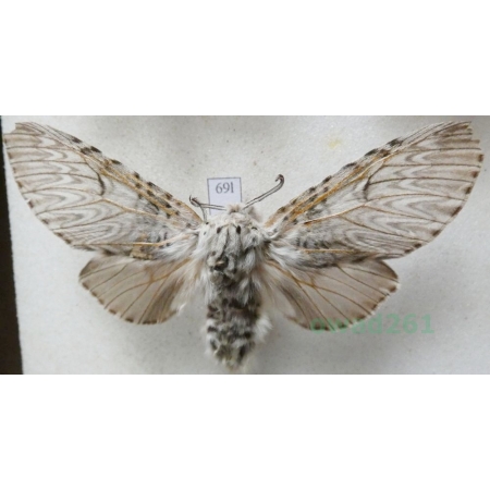 Cerura vinula (Linnaeus, 1758) female Widłogonka siwica Czech69l